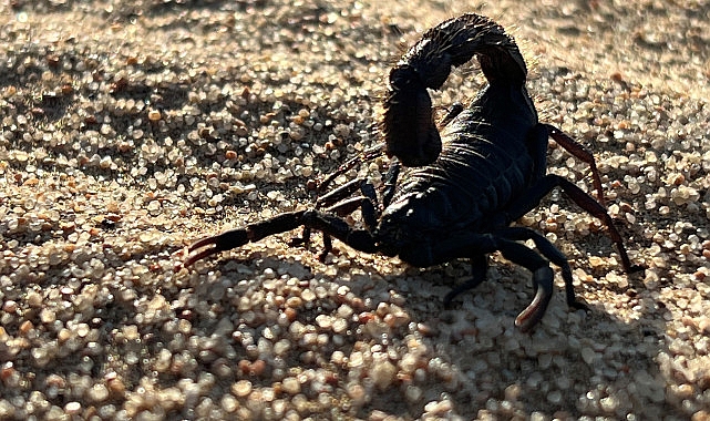 ‘Afrika’nın Ölümcül Avcıları: Beklenmedik Katiller Özel’ National Geographic WILD Ekranlarında!